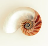 nautilus-shell-shimmer-silver